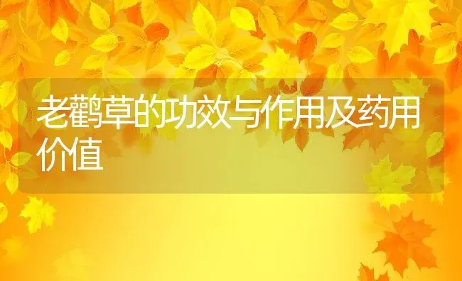 老鹳草的功效与作用及药用价值 | 养殖资料投稿
