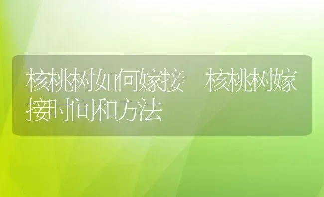 核桃树如何嫁接 核桃树嫁接时间和方法 | 养殖资料投稿