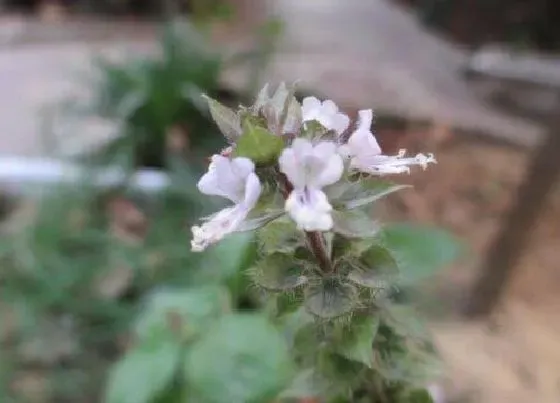 蔬菜|九层塔是什么菜