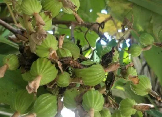 种植前景|砂仁种植条件 栽种环境与效益