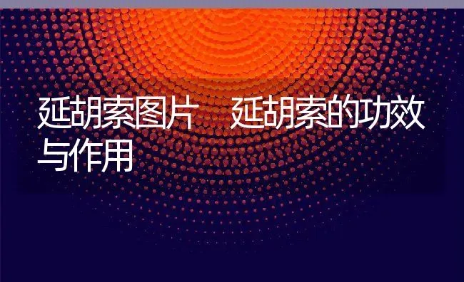 延胡索图片 延胡索的功效与作用 | 养殖资料投稿