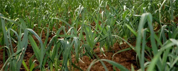 蒜苗种植技术和管理方法