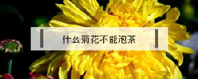 什么菊花不能泡茶