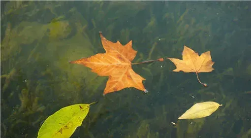 海花草的用途有哪些？种植技巧了解下