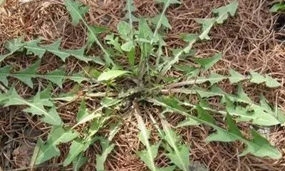 蒲公英草有什么药用价值 蒲公英草的功效与作用