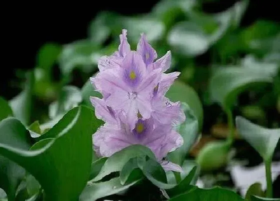 种植前景|葫芦种植条件 适合的生长条件
