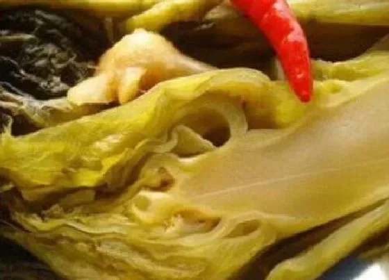 蔬菜|酸菜是什么菜