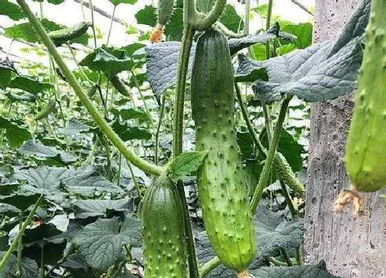 蔬菜|海口适合种植什么蔬菜 当前海南本地蔬菜品种