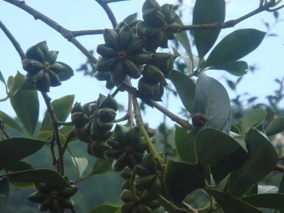 八角树放什么肥料可保花保果？