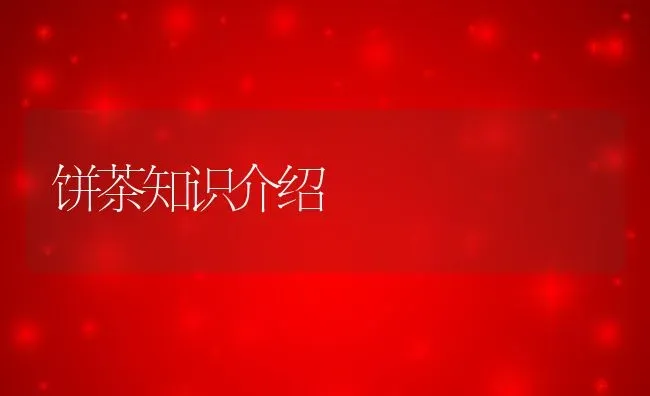 饼茶知识介绍 | 养殖资料投稿