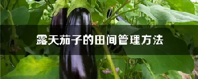 露天茄子的田间管理方法