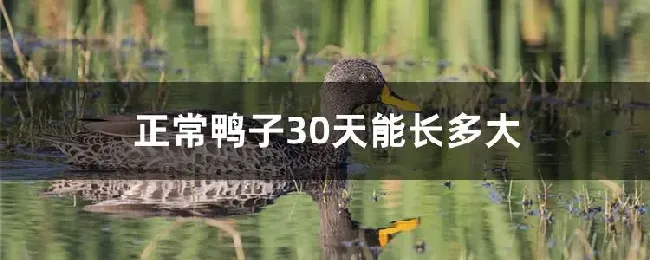 正常鸭子30天能长多大