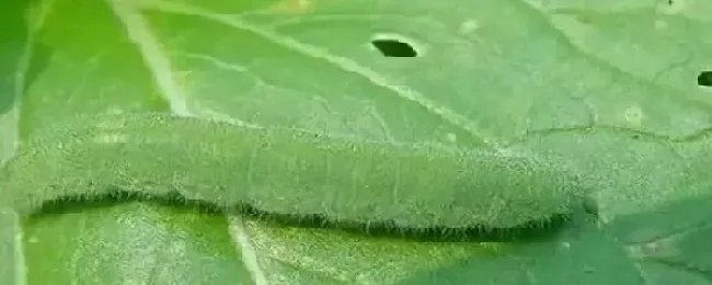 病虫害防治措施有哪些怎么用草木灰防治病虫害