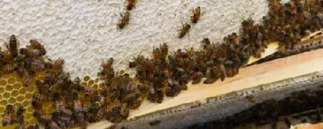 蜜蜂白垩病的症状及防治？