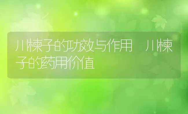 川楝子的功效与作用 川楝子的药用价值 | 养殖资料投稿