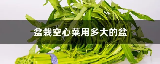 盆栽空心菜用多大的盆