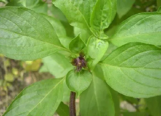 蔬菜|九层塔是什么菜