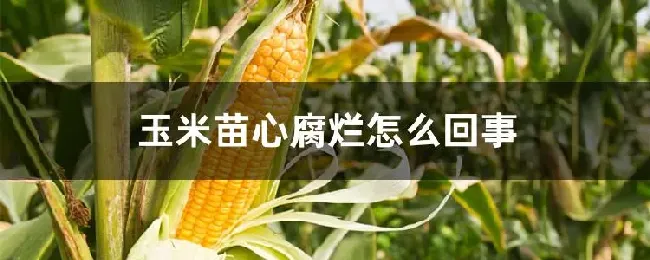 玉米苗心腐烂怎么回事