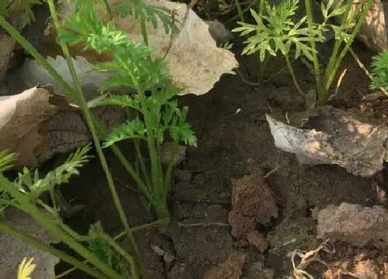 种菜|草木灰适合种什么菜 适合用草木灰种的蔬菜