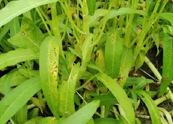 种菜|夏天大棚适合种什么蔬菜