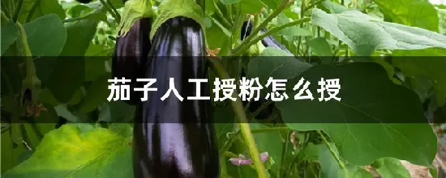 茄子人工授粉怎么授