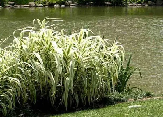 种植前景|芦竹亩产量多少斤