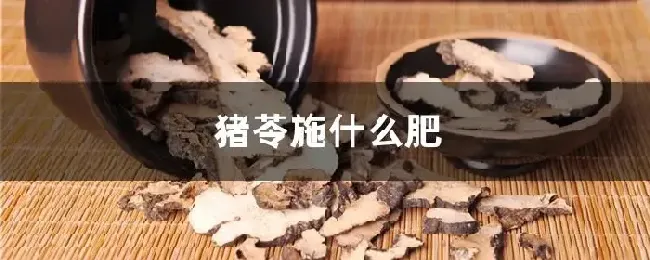 猪苓施什么肥