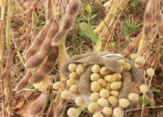 种植前景|大豆亩产量一般多少斤 我国大豆亩产量分析