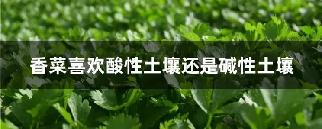 香菜喜欢酸性土壤还是碱性土壤