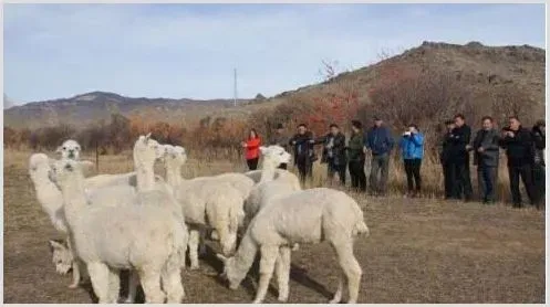 在农村发展种养殖业，产品可以通过哪些方式销售出去？ | 养殖项目前景