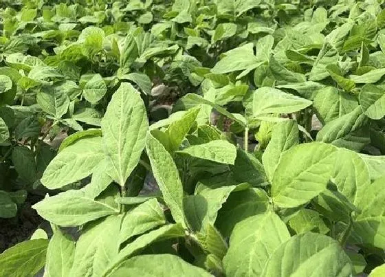 种菜|草木灰适合种什么菜 适合用草木灰种的蔬菜