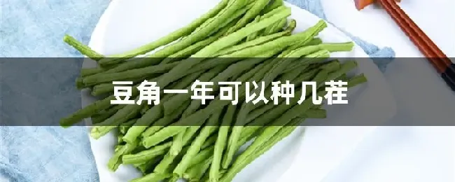 豆角一年可以种几茬