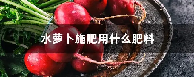 水萝卜施肥用什么肥料