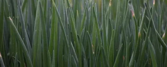 大葱怎样育苗浸种