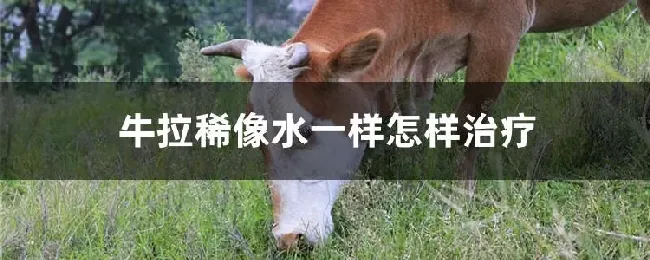 牛拉稀像水一样怎样治疗