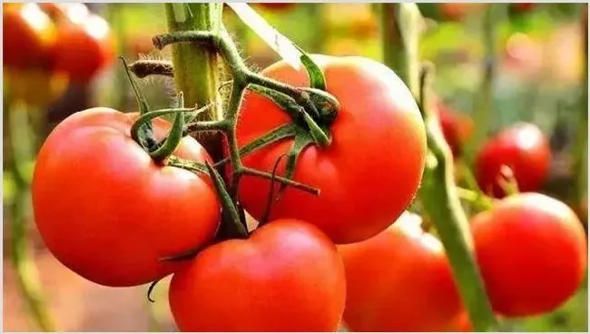 番茄种植效益分析 | 农业养殖资讯
