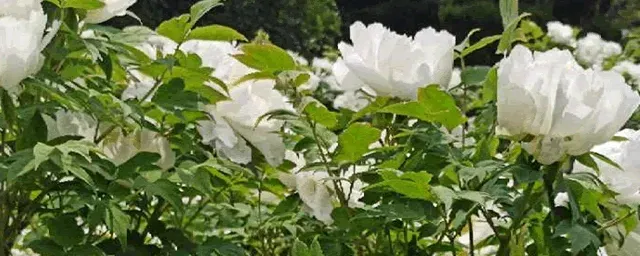 石榴花什么季节开花