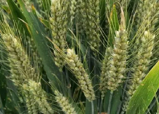 种植前景|小麦保险和小麦补贴有关系吗（补贴必须要交保险才能领吗）