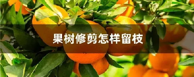 果树修剪怎样留枝