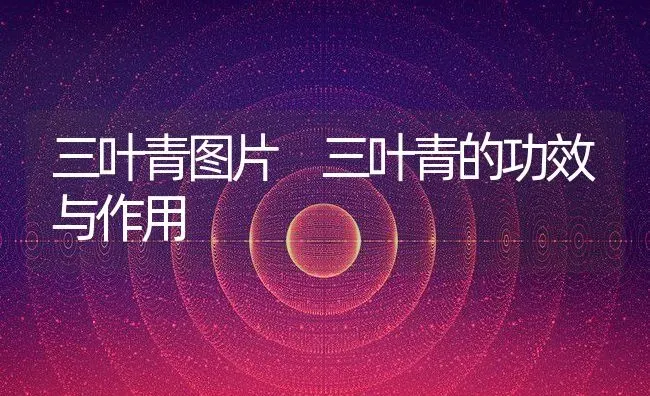 三叶青图片 三叶青的功效与作用 | 养殖资料投稿