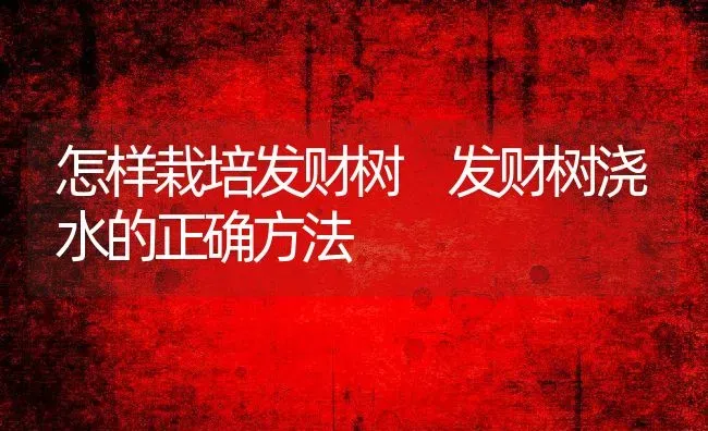 怎样栽培发财树 发财树浇水的正确方法 | 养殖资料投稿