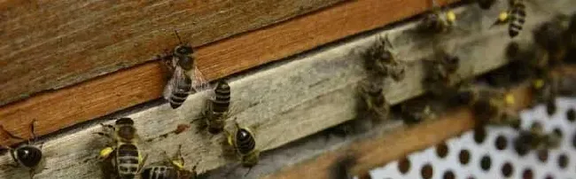 蜜蜂爬蜂病有几种怎样治疗？