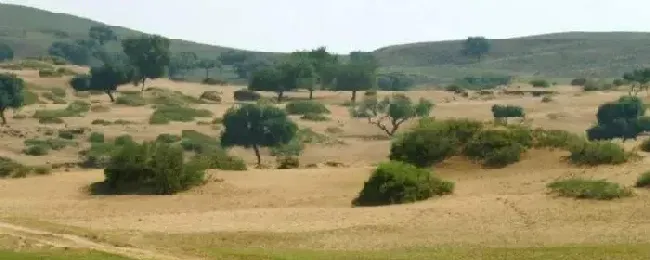 沙地适合种什么经济作物如何保肥