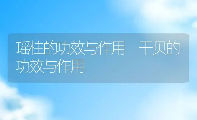 瑶柱的功效与作用 干贝的功效与作用 | 养殖资料投稿