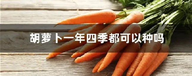 胡萝卜一年四季都可以种吗