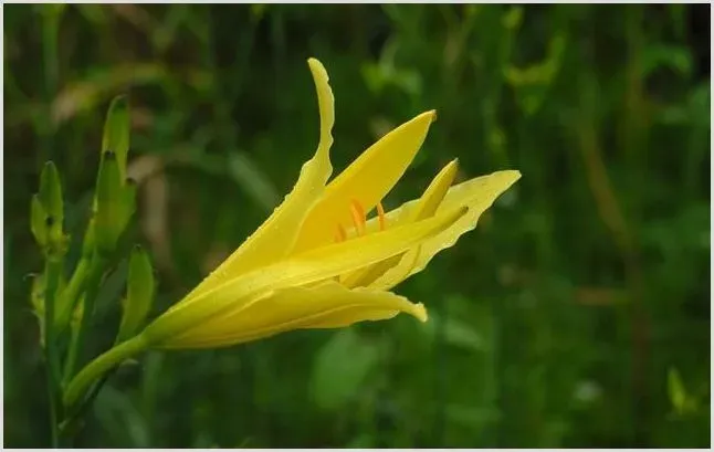 黄花菜的种植前景会赚钱吗？黄花菜种植成本与利润分析 | 养殖什么赚钱