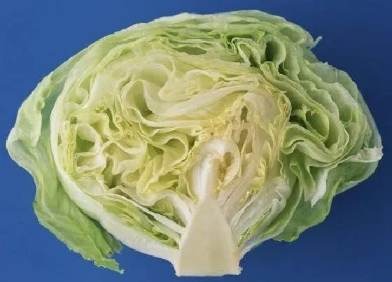 蔬菜|包菜是什么菜