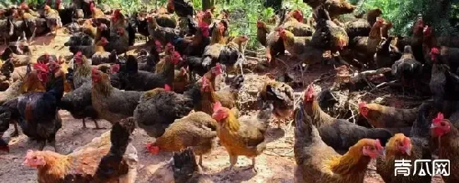 如何判断土鸡年龄？土鸡年龄多大好吃