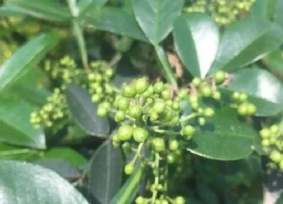 种植前景|青花椒种植条件 种植适宜的气候