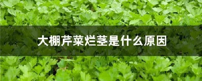 大棚芹菜烂茎是什么原因
